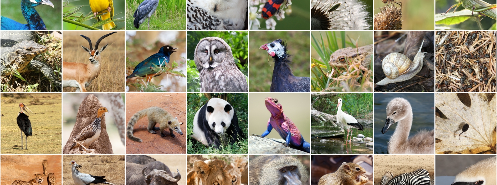 Header image background
