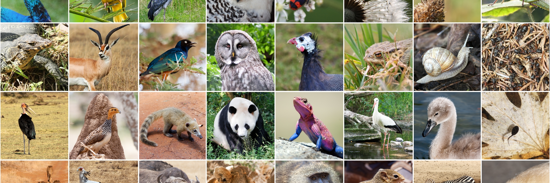 Header image background